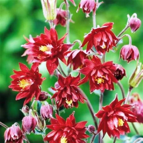 Aquilegia Red
